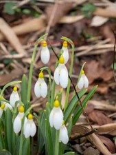 galanthus for sale galanthus for sale COLYTON