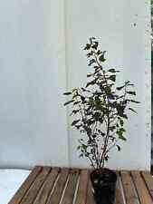 Copper beech tree for sale  MACCLESFIELD