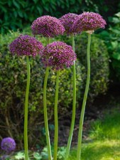 Allium magic zierlauch gebraucht kaufen  Emden