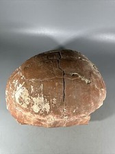 Large real fossilized for sale  Krakow