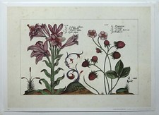 Botanical illustration white for sale Botanical illustration white for sale  STOURPORT-ON-SEVERN