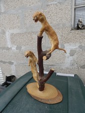 Taxidermie hermine fouine d'occasion  Calais