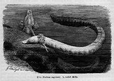 Grottenolm Proteus anguinus Olm Schwanzlurch Holzstich von 1892  G. Mützel comprar usado  Enviando para Brazil