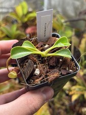 Nepenthes lowii seedgrown for sale  Rehoboth