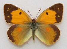 British butterfly female for sale  Shipping to Ireland