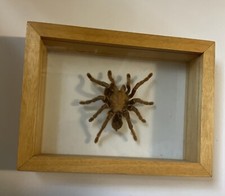 Real framed spider for sale  West Bloomfield