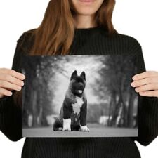 Large american akita for sale  SELBY