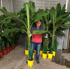 banana loader for sale banana loader for sale KING'S LYNN