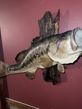 Large mouth bass for sale  Rossville