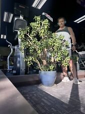 Jade plant large for sale  Kalamazoo