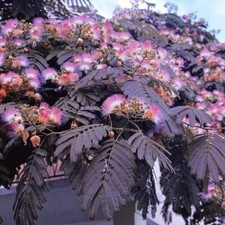 Albizia julibrissin summer gebraucht kaufen  Guben