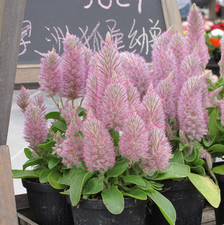 Ptilotus exaltatus joey for sale  BECCLES
