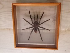 Mygale naturalisé originaire d'occasion  Clermont-l'Hérault