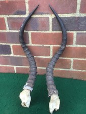 Pair antique antipope for sale  BOGNOR REGIS