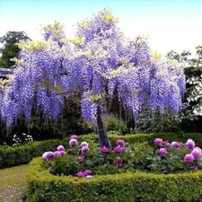 water wisteria aquarium plant for sale water wisteria aquarium plant for sale Grantsburg