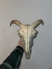 Pathological ram skull for sale  ALDERSHOT