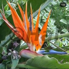 Strelitzia reginae uccello usato  Italia