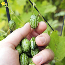 Cucamelon melothria scabra for sale  NOTTINGHAM