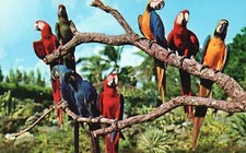 Cartão postal FL Miami papagaio selva treinada araras Flórida cromado vintage PC H4290 comprar usado  Enviando para Brazil