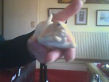 Crouching labrador pup for sale  CROMER