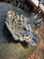 Black oyster clam for sale  BANGOR