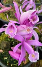 Pleione praecox bulb for sale  MEXBOROUGH