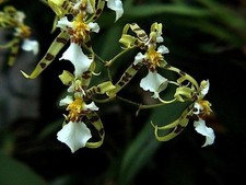 Rare oncidium phymatochilim for sale  SHEFFIELD