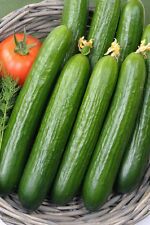 Cucumber femspot finest for sale  SALISBURY