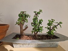 Bonsai portulacaria afra d'occasion  Caudebec-en-Caux