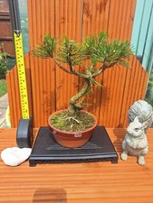 Twisted trunk japanese for sale  PETERBOROUGH