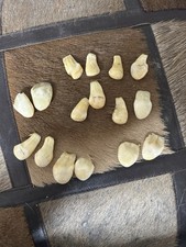 Pair ivory bugling for sale  Rawlins