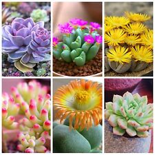 Lithops bonsai living for sale  Staten Island