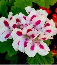 Plants beautiful white for sale  San Jose