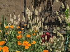 Bunny tails grass for sale  Los Angeles