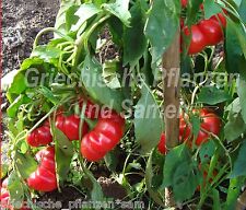 Szuszanna apfel paprika gebraucht kaufen  Pliezhausen