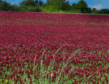 Crimson clover inoculated for sale  Albia