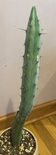 Blue myrtle cactus for sale  Brightwaters