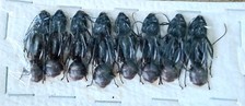 Black giant ants for sale  SLEAFORD