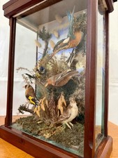 Victorian cased ornithological for sale Victorian cased ornithological for sale  ARUNDEL