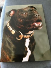 Poster card staffordshire for sale  WREXHAM