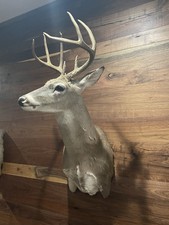 Point whitetail mount for sale  Mason