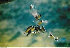 Animals birds sugar d'occasion  Expédié en Belgium