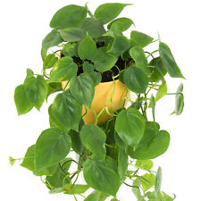 Philodendron scandens sale for sale  UK