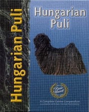 Hungarian puli pet for sale  UK
