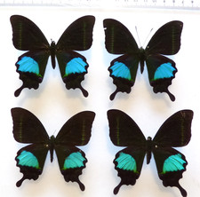 Entomologie schmetterling papi gebraucht kaufen  Haibach
