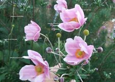 Pink japanese anemone for sale  OSWESTRY