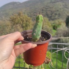 Vaso cmø echinop. usato  Barcellona Pozzo di Gotto