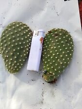 Pale opuntia microdasys usato  Siculiana