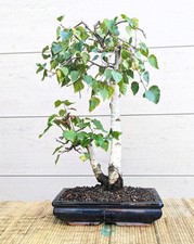 betula gebraucht kaufen betula gebraucht kaufen Haren