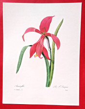 Lithographie fleurs amaryllis d'occasion Lithographie fleurs amaryllis d'occasion  Beaumont-du-Périgord